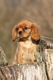 CAVALIER KING CHARLES 408